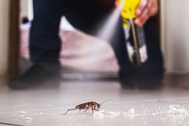 Best Bed Bug Extermination  in Black Mountain, NC